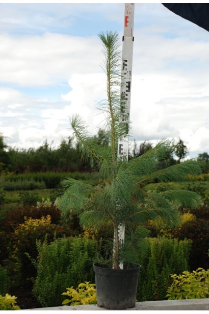 Сосна Веймутова 